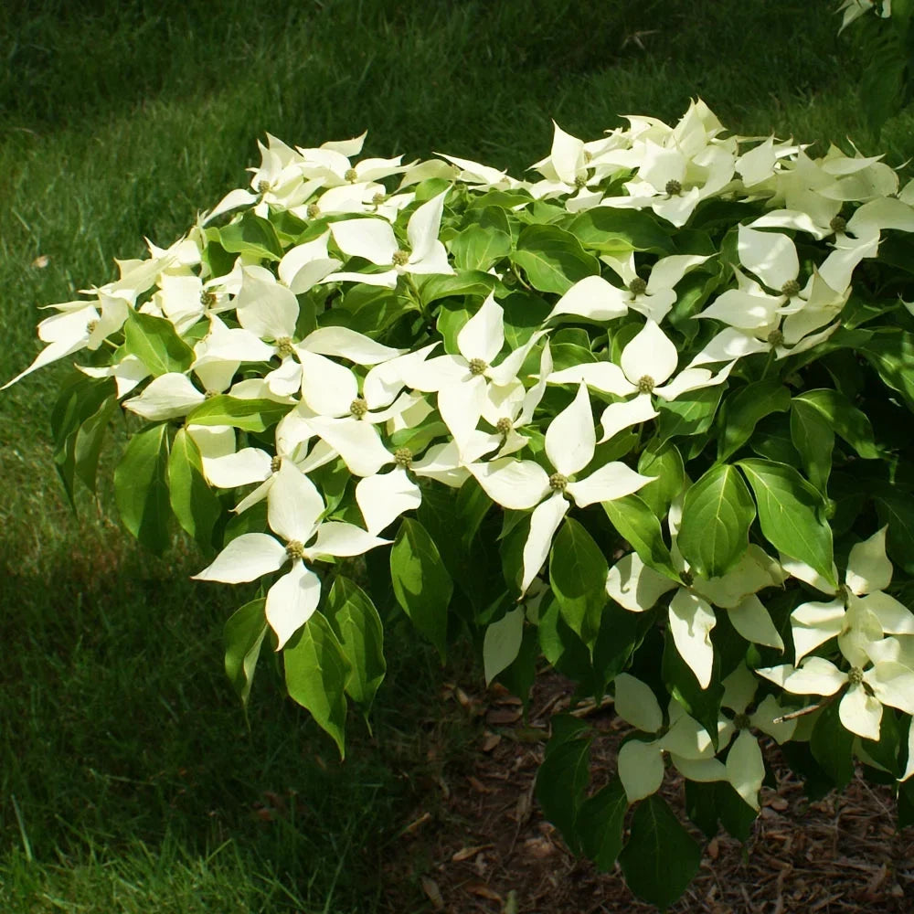 2026 NewBrighter Blooms - White Kousa Dogwood, 3-4 ft. - No Shipping to AZ, FL